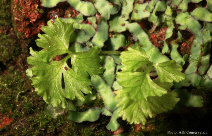 Ascension Parsley Fern