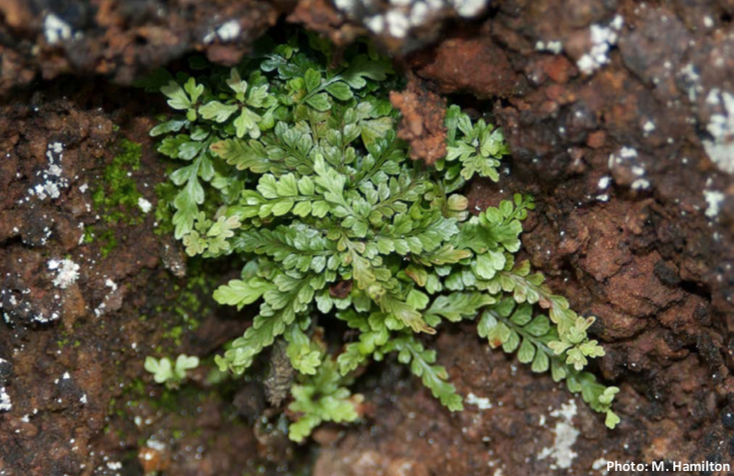 Ascension Spleenwort