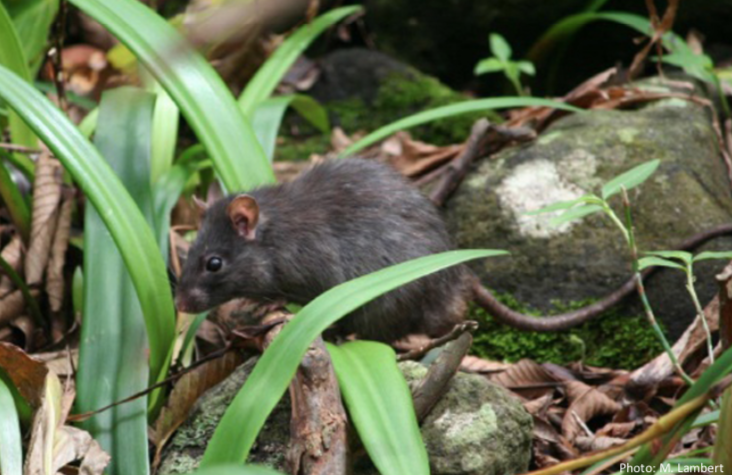 Black Rat