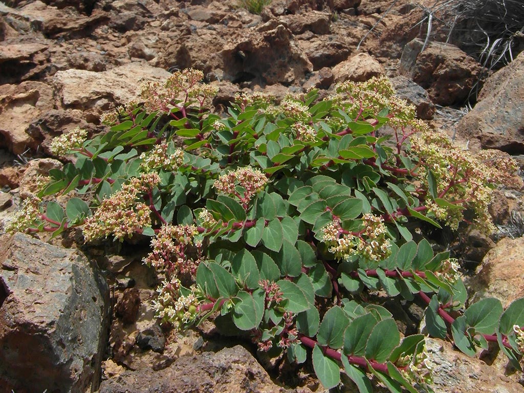 Ascension Spurge