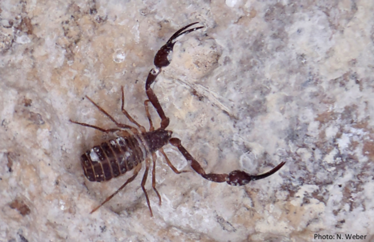 Giant Pseudoscorpion