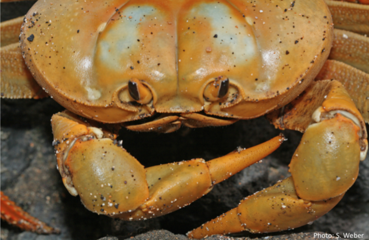 Land Crab