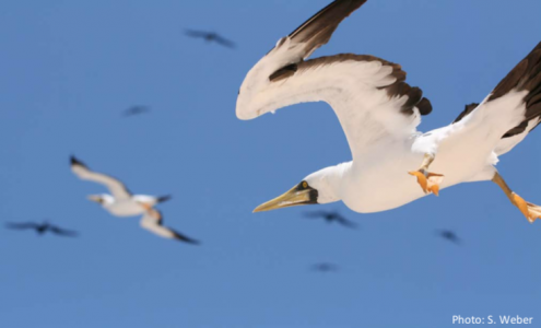 Masked Booby