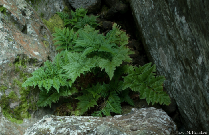 Feather Fern