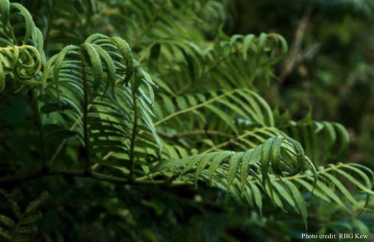 Purple Fern