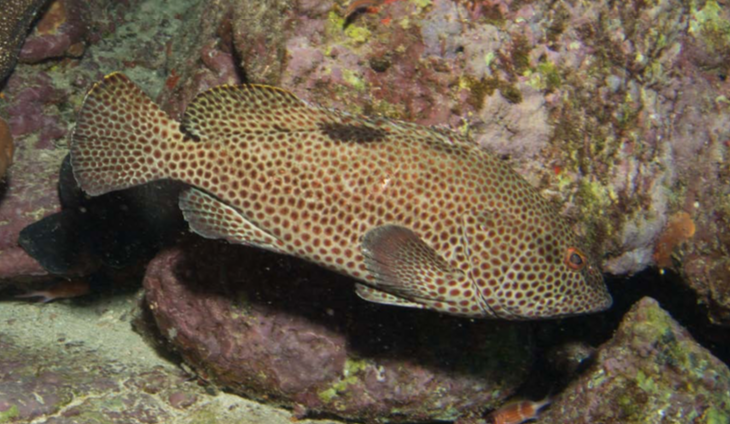 Rock Hind (Grouper)