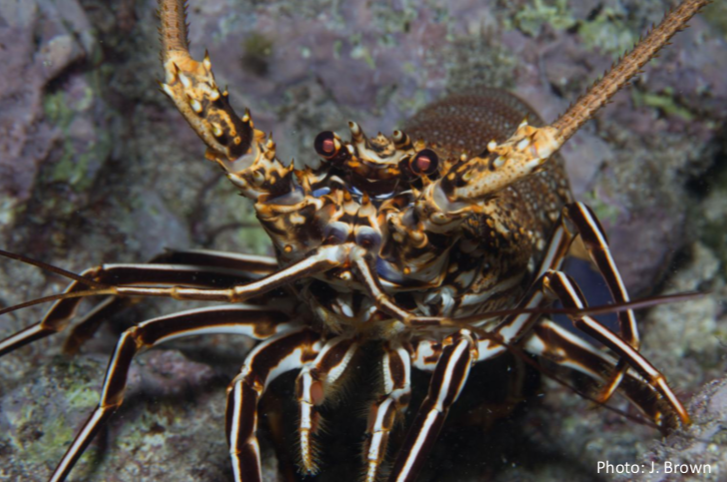 Spiny Lobster