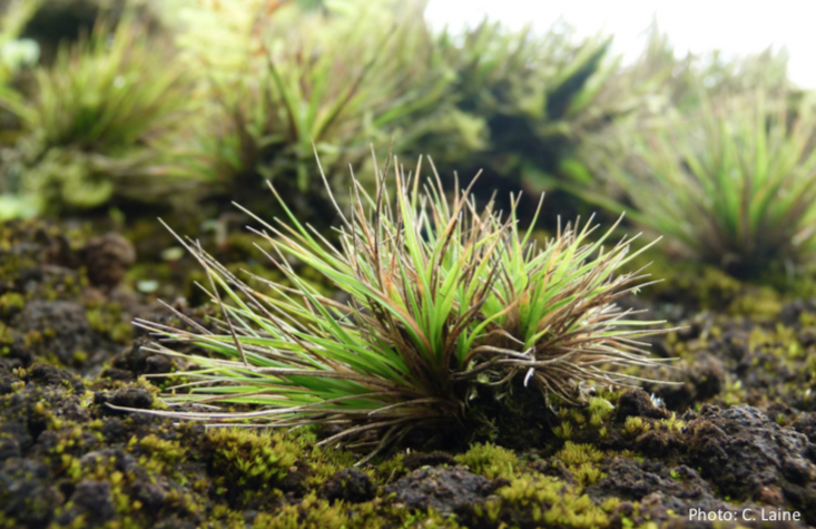 Hedgehog Grass