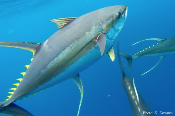 Yellowfin Tuna