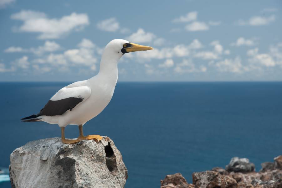 Masked Booby