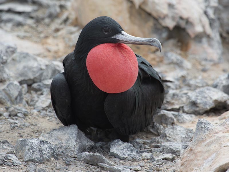 Ascension Island Frigatebird