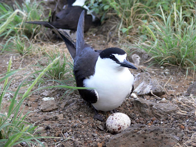 Sooty Tern