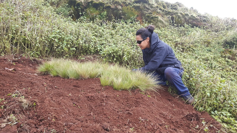 grass restoration