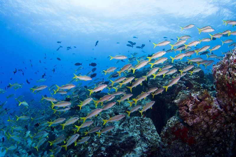 Ascension Island MPA