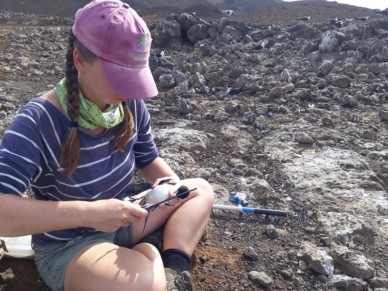 Sooty tern research