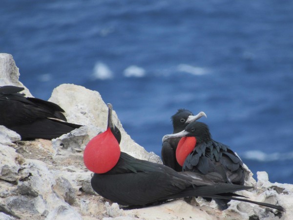 Ascension Frigatebird