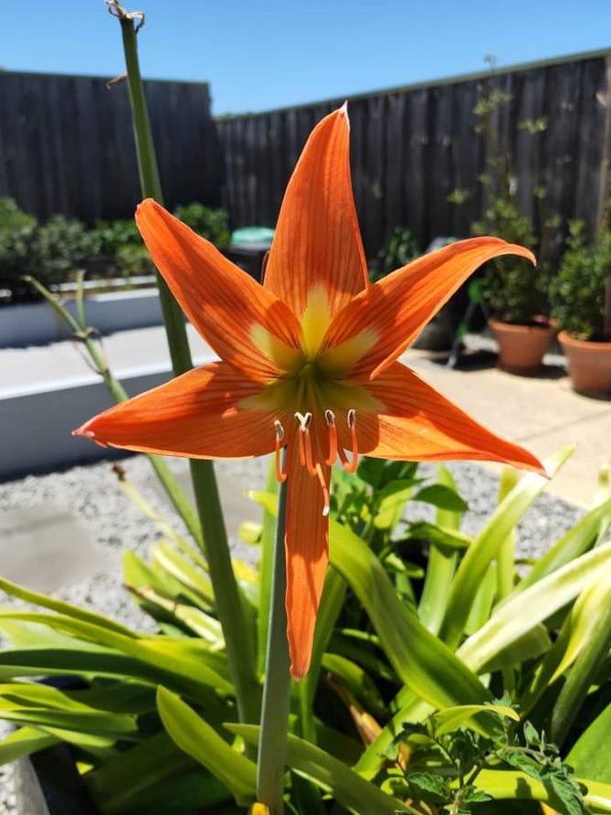 Ascension Lily Island