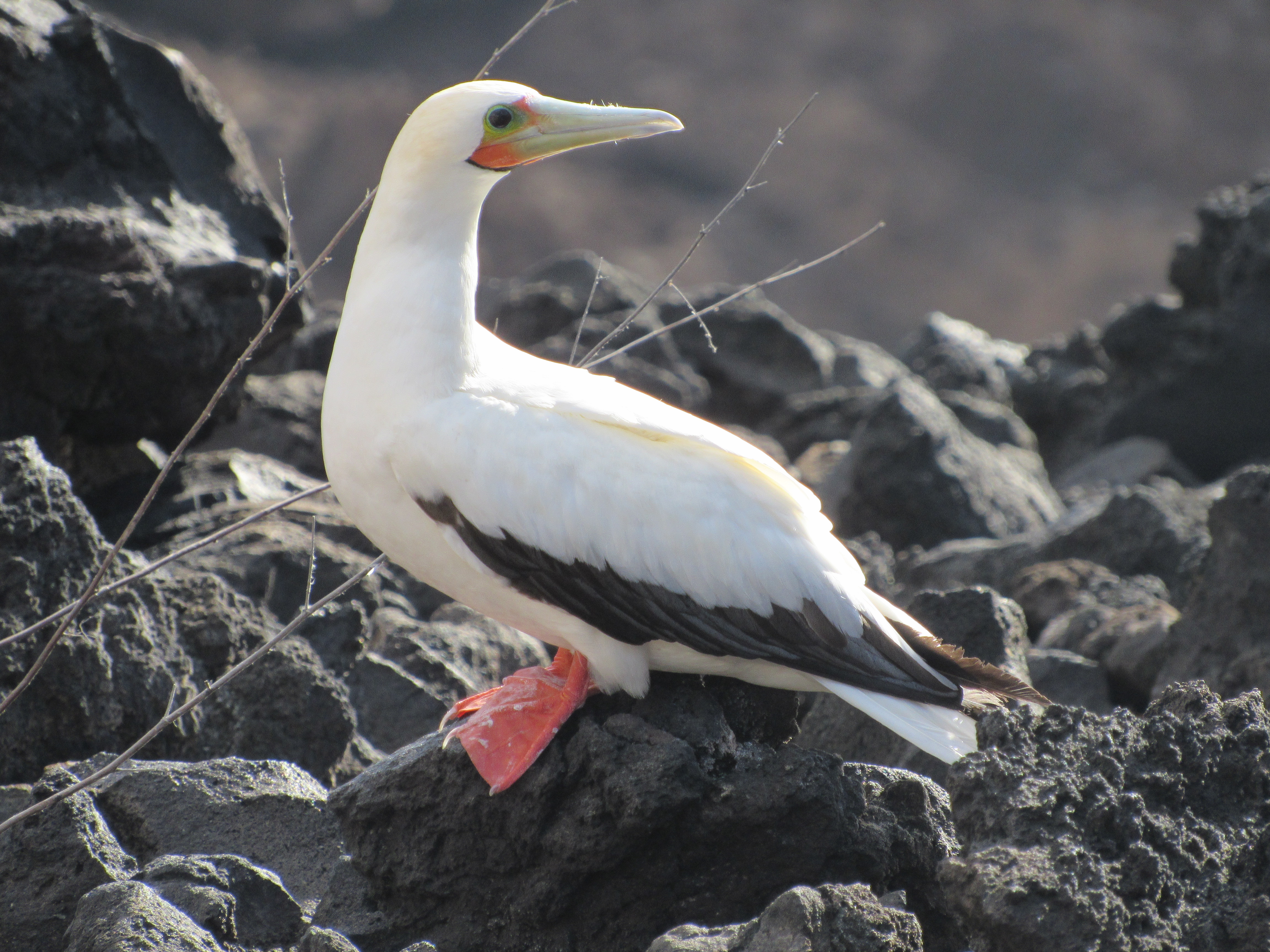 Red-footed Booby