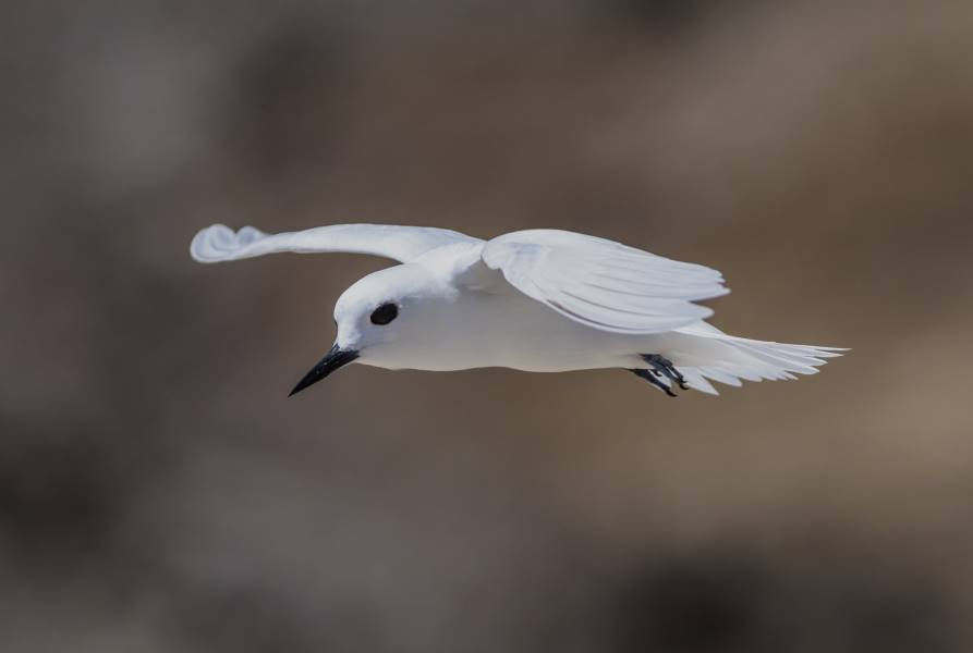 White tern