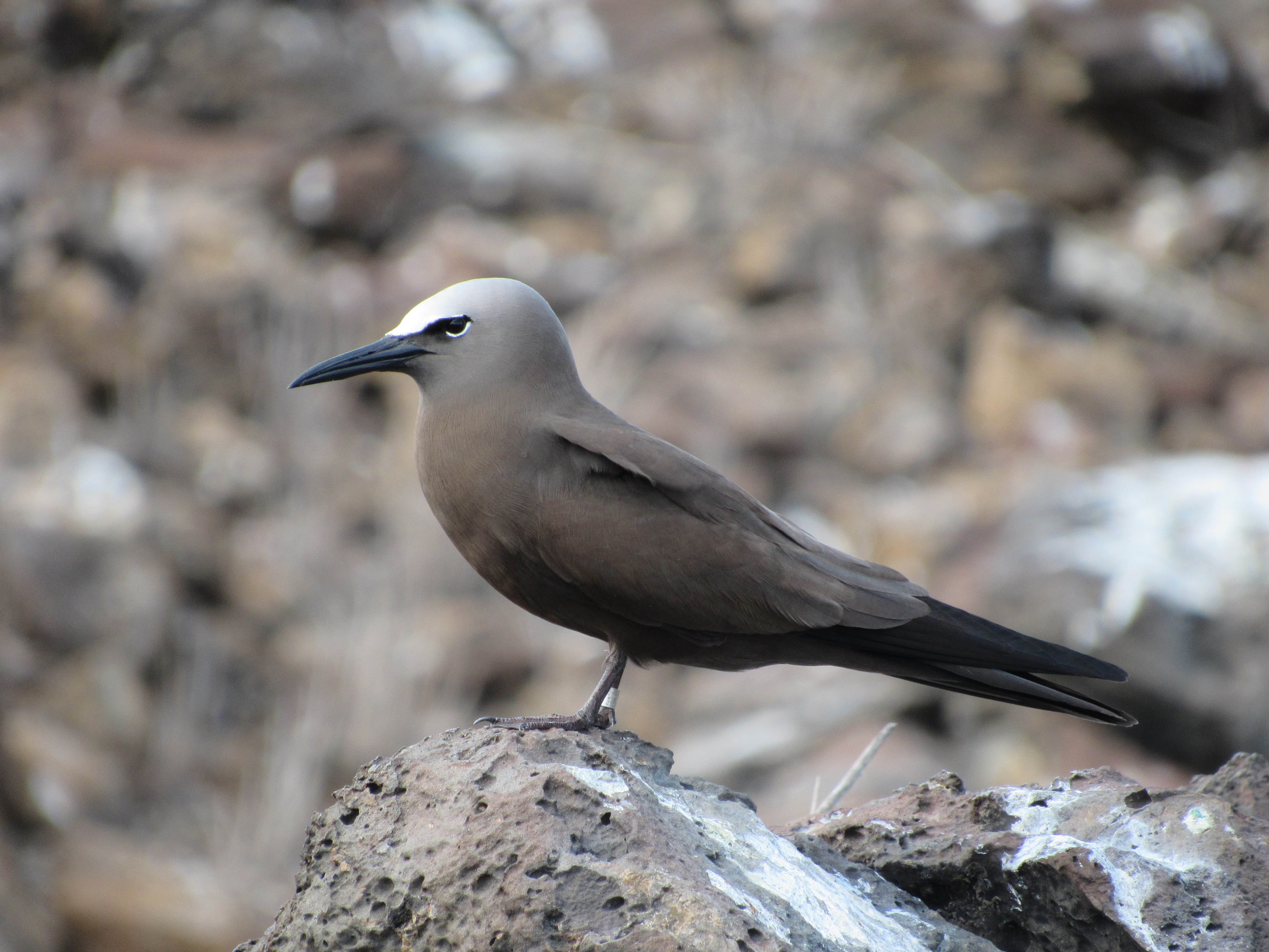 Brown Noddy