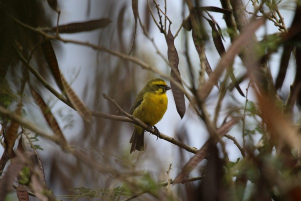 Atlantic canary