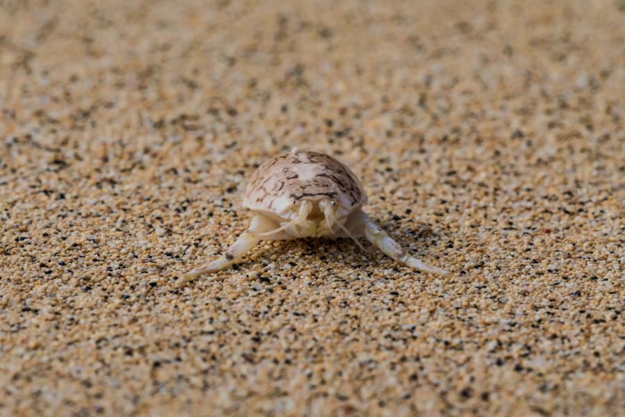Nature Notes – Mole crab (Emerita Hippo sp.) – Ascension Island Government