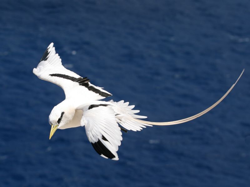 Yellow-billed Tropicbird