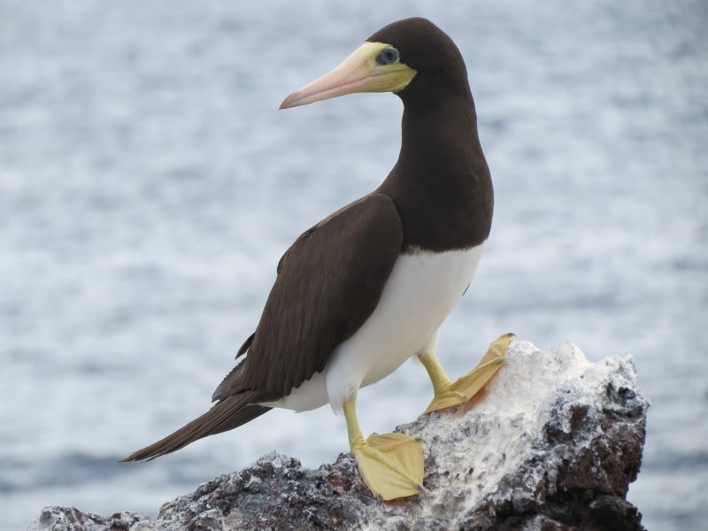 Brown Booby