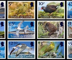 TDC - BIRDS OF TRISTAN DA CUNHA