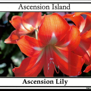ASC - ASCENSION LILY - POSTCARD