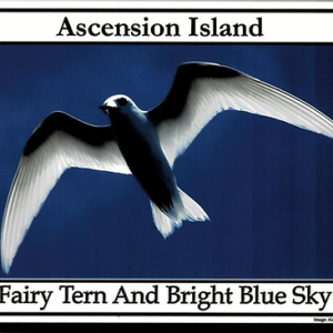 ASC - FAIRY TERN AND BRIGHT BLUE SKY - POSTCARD