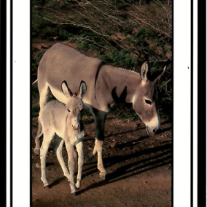 ASC - FERAL DONKEYS - POSTCARD