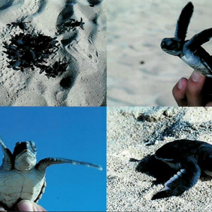 ASC - GREEN TURTLE, HATCHLINGS, LONG BEACH - POSTCARD