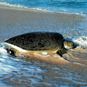 ASC - GREEN TURTLE, LONG BEACH - POSTCARD